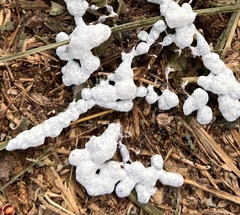 Didymium mucilago