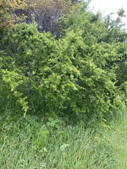 Condalia velutina