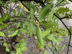 Laguncularia racemosa