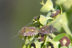 Dolycoris baccarum