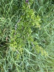 Condalia velutina
