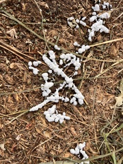 Didymium mucilago