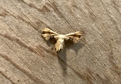 Calledapteryx dryopterata