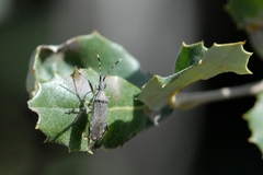 Dicranocephalus setulosus