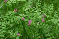 Vicia sativa