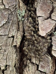 Cerastipsocus venosus