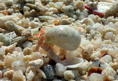 Coenobita perlatus