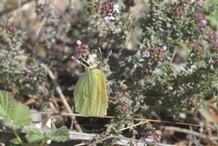 Gonepteryx cleopatra