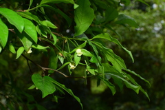 Diospyros rhombifolia