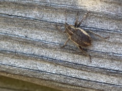 Brachypera zoilus