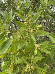 Conocarpus erectus