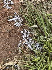 Didymium mucilago