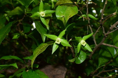 Diospyros rhombifolia