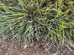 Didymium mucilago
