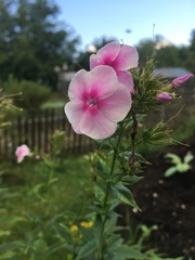 Phlox paniculata