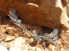Petrosedum sediforme