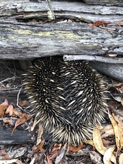 Tachyglossus aculeatus