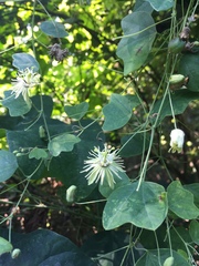 Passiflora lutea