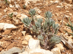 Petrosedum sediforme