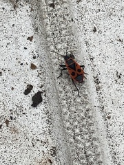 Pyrrhocoris apterus