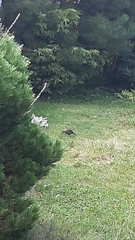 Turdus merula