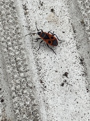 Pyrrhocoris apterus