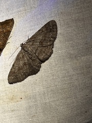 Iridopsis vellivolata