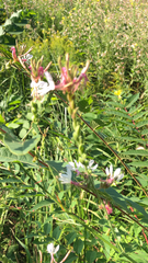 Oenothera gaura