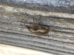 Brachypera zoilus
