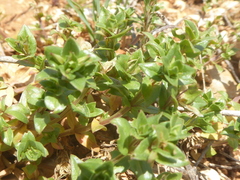 Lysimachia foemina