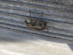 Brachypera zoilus
