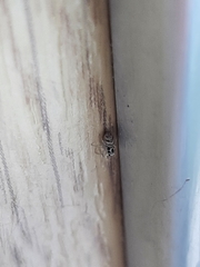 Salticus scenicus