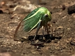 Tortistilus lateralis