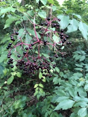 Sambucus canadensis