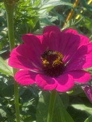Eristalis transversa