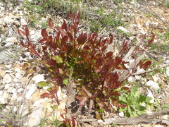 Pistacia terebinthus