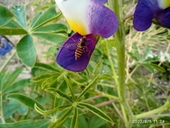 Toxomerus ecuadoreus