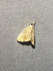 Glaphyria glaphyralis