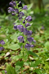 Meehania