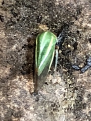 Tortistilus lateralis