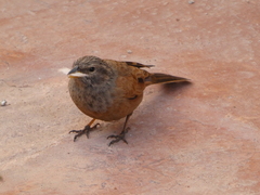 Emberiza sahari