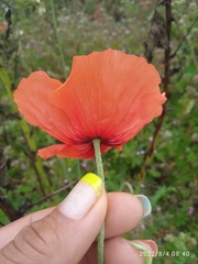 Papaver