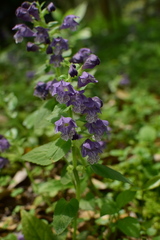 Meehania