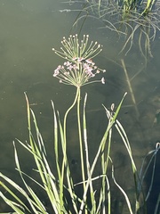 Butomus umbellatus