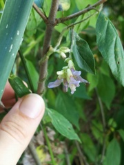 Amphicarpaea bracteata