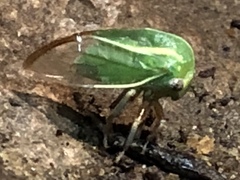 Tortistilus lateralis