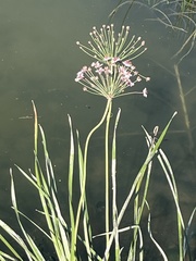 Butomus umbellatus