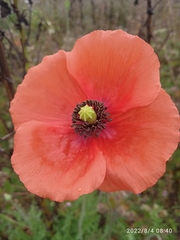 Papaver