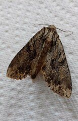 Apamea monoglypha