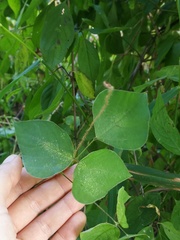 Amphicarpaea bracteata